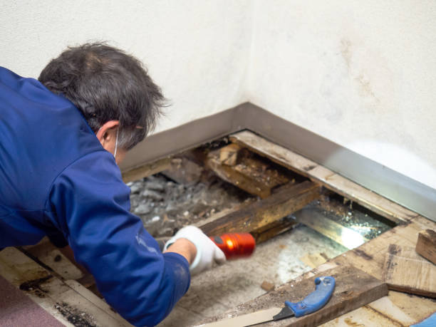 Best Commercial Mold Remediation in Kiel, WI