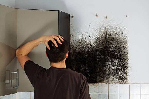 Best Basement Mold Remediation in Kiel, WI